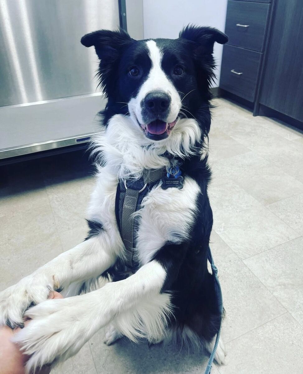 8 Year Old Border-Aussie
