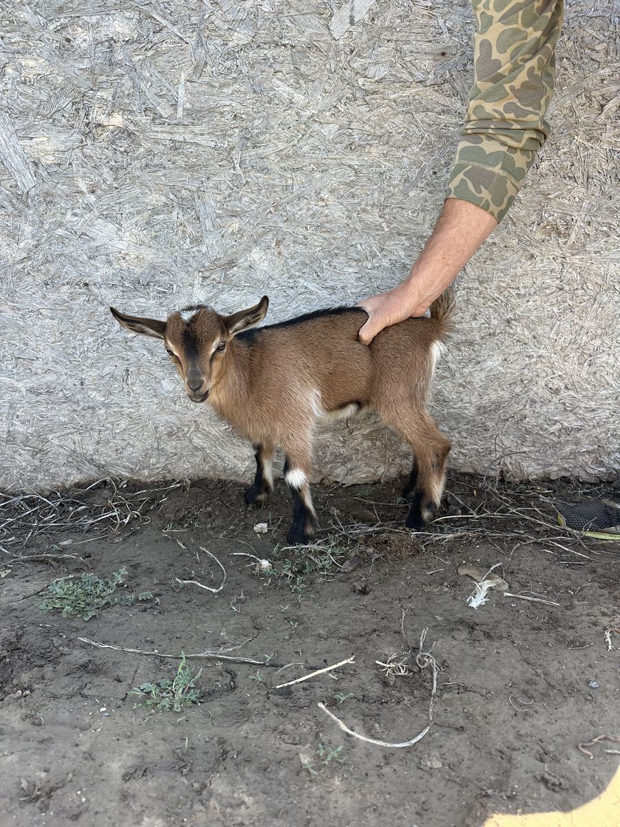 Baby goats! Nigerian Dwarf + Mini Nubian