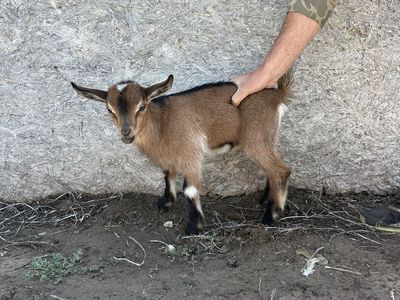 Baby goats! Nigerian Dwarf + Mini Nubian