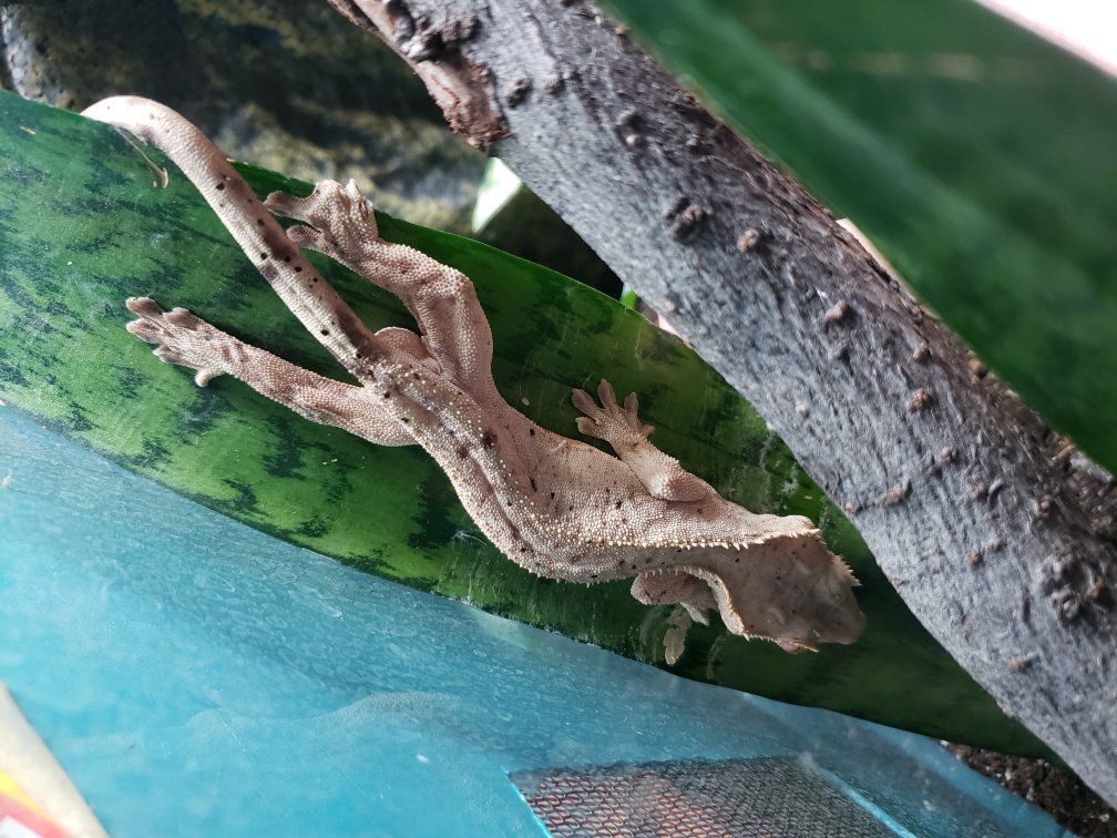 Subadult Dalmatian crested gecko pair