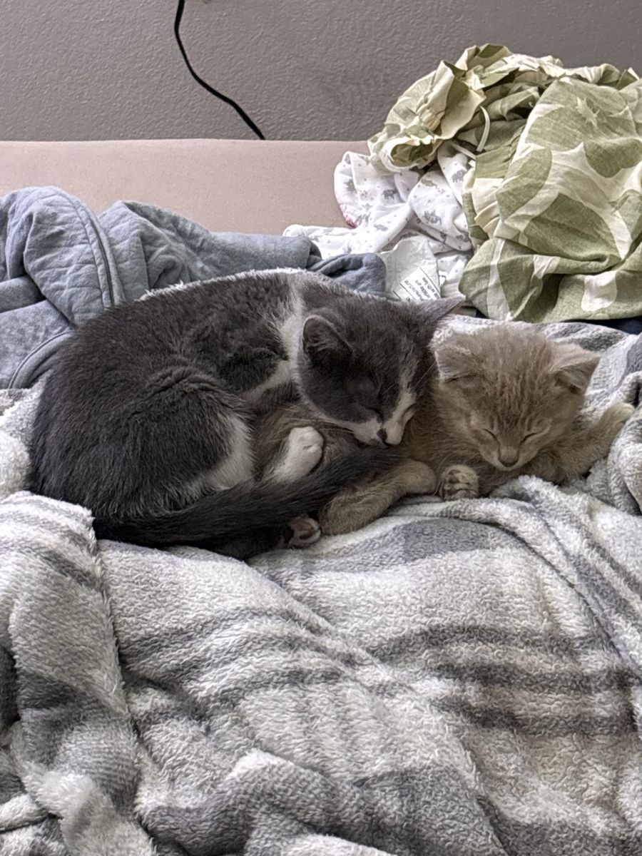 Kittens Need a new home