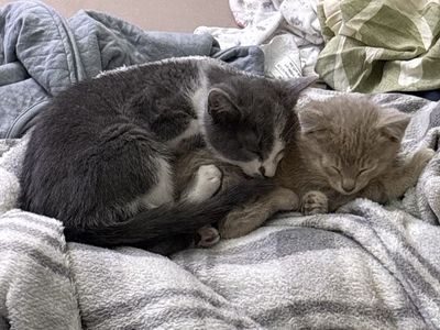 Kittens Need a new home