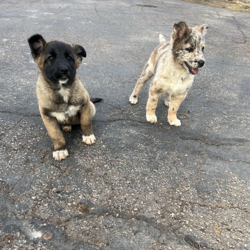 Belgian malinois x Australian Shepard