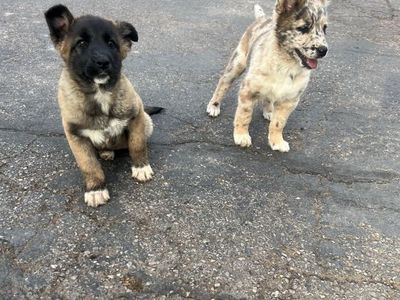 Belgian malinois x Australian Shepard