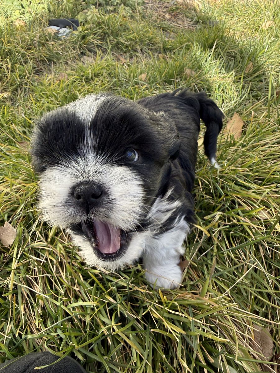 Hypoallergenic Shih Tzu Mix Puppies - 3/4 Shih Tzu, 1/4 Mini Australian Shepherd - Male Puppies