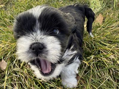Hypoallergenic Shih Tzu Mix Puppies - 3/4 Shih Tzu, 1/4 Mini Australian Shepherd - Male Puppies