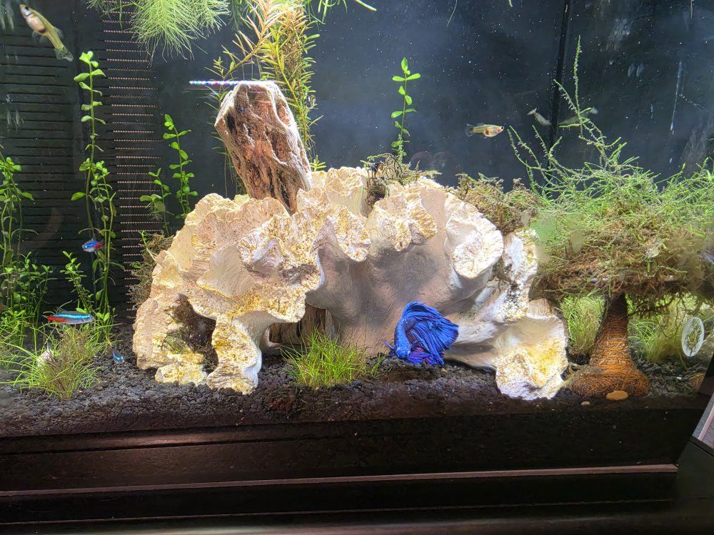 Main image 5
