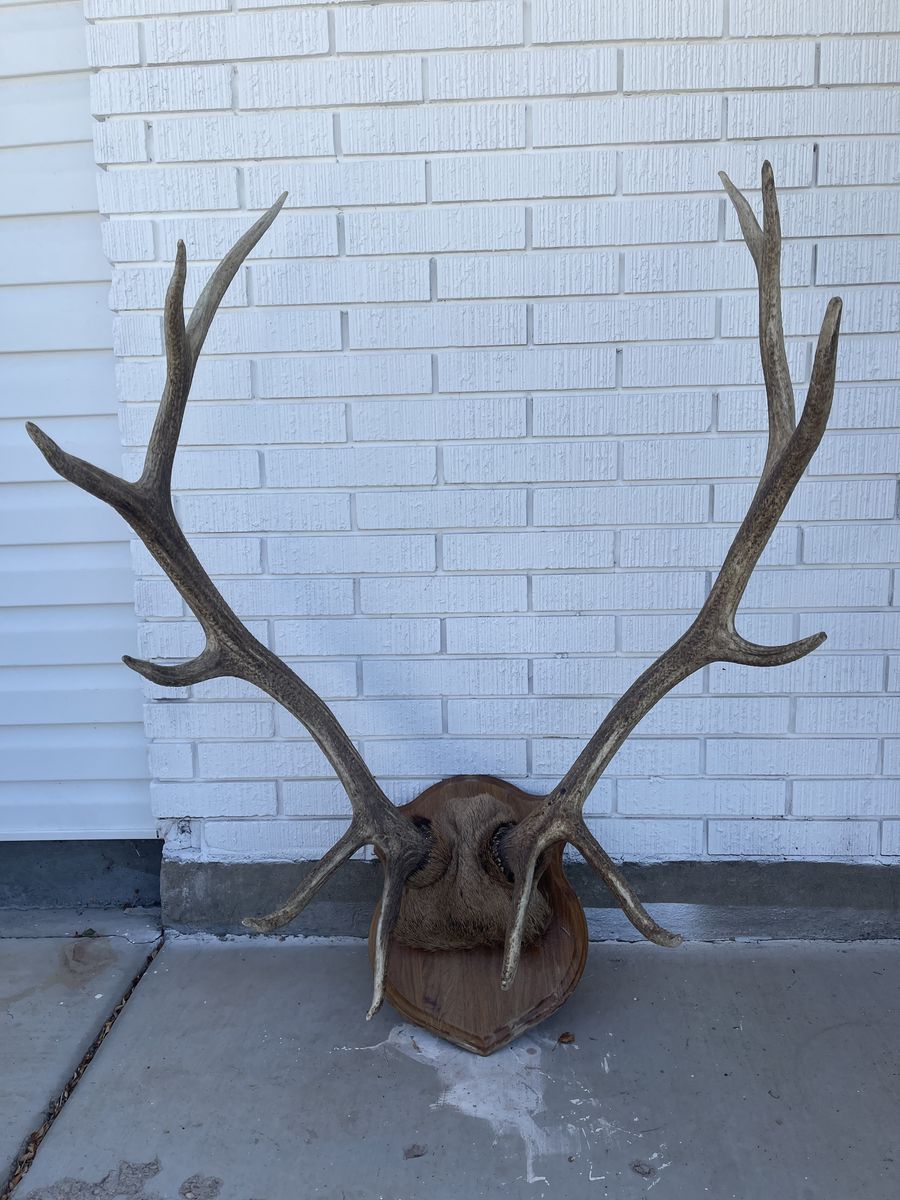 6 point Elk Shed mount 