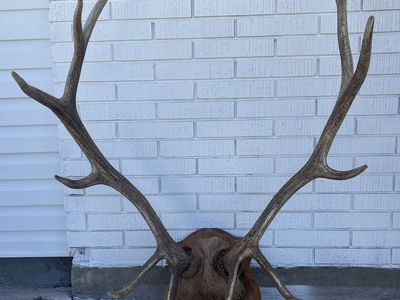 6 point Elk Shed mount