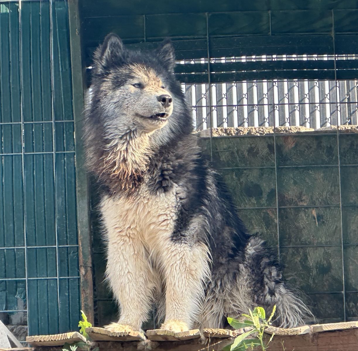 Siberian Wooly (Stud Only)