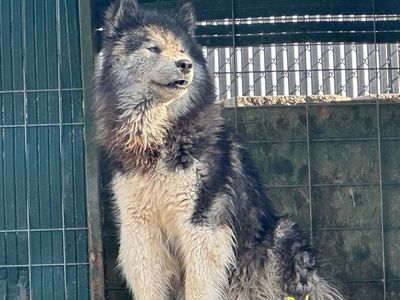 Siberian Wooly (Stud Only)