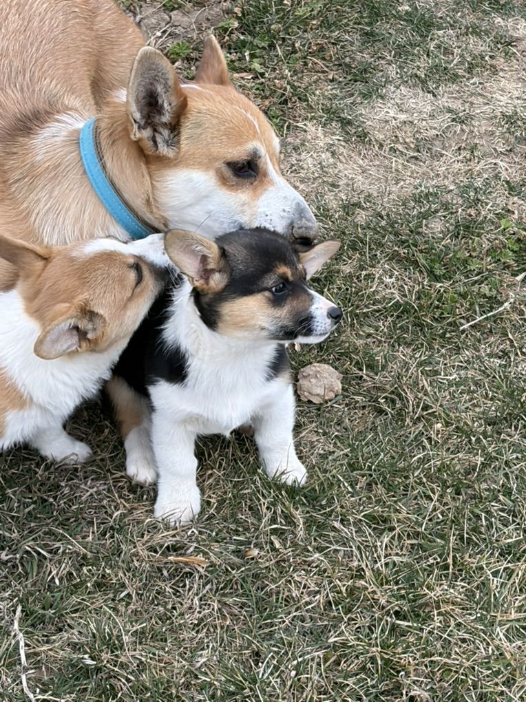 Corgi Puppies