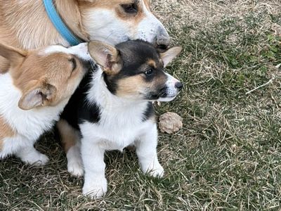 Corgi Puppies