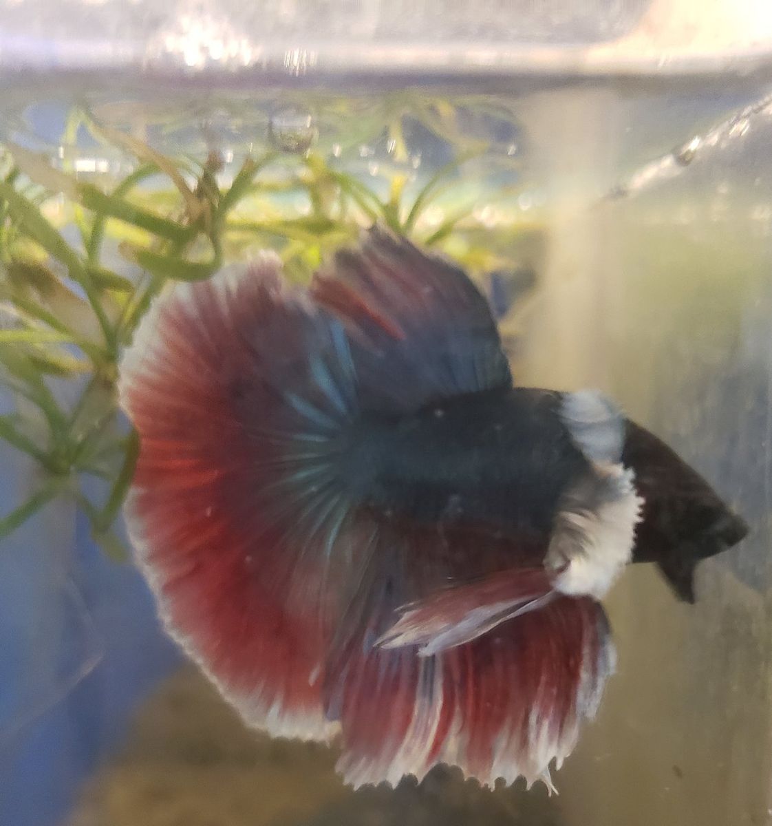 Beautiful Male and female Betta Fish - Red, White, and Blue Tail  and female .Stunning Aquarium Pets