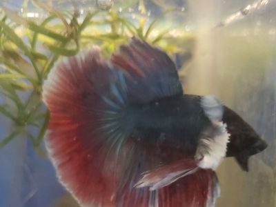 Beautiful Male and female Betta Fish - Red, White, and Blue Tail and female .Stunning Aquarium Pets