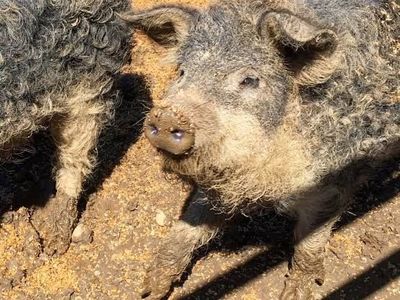 Mangalitsa boar 7 months