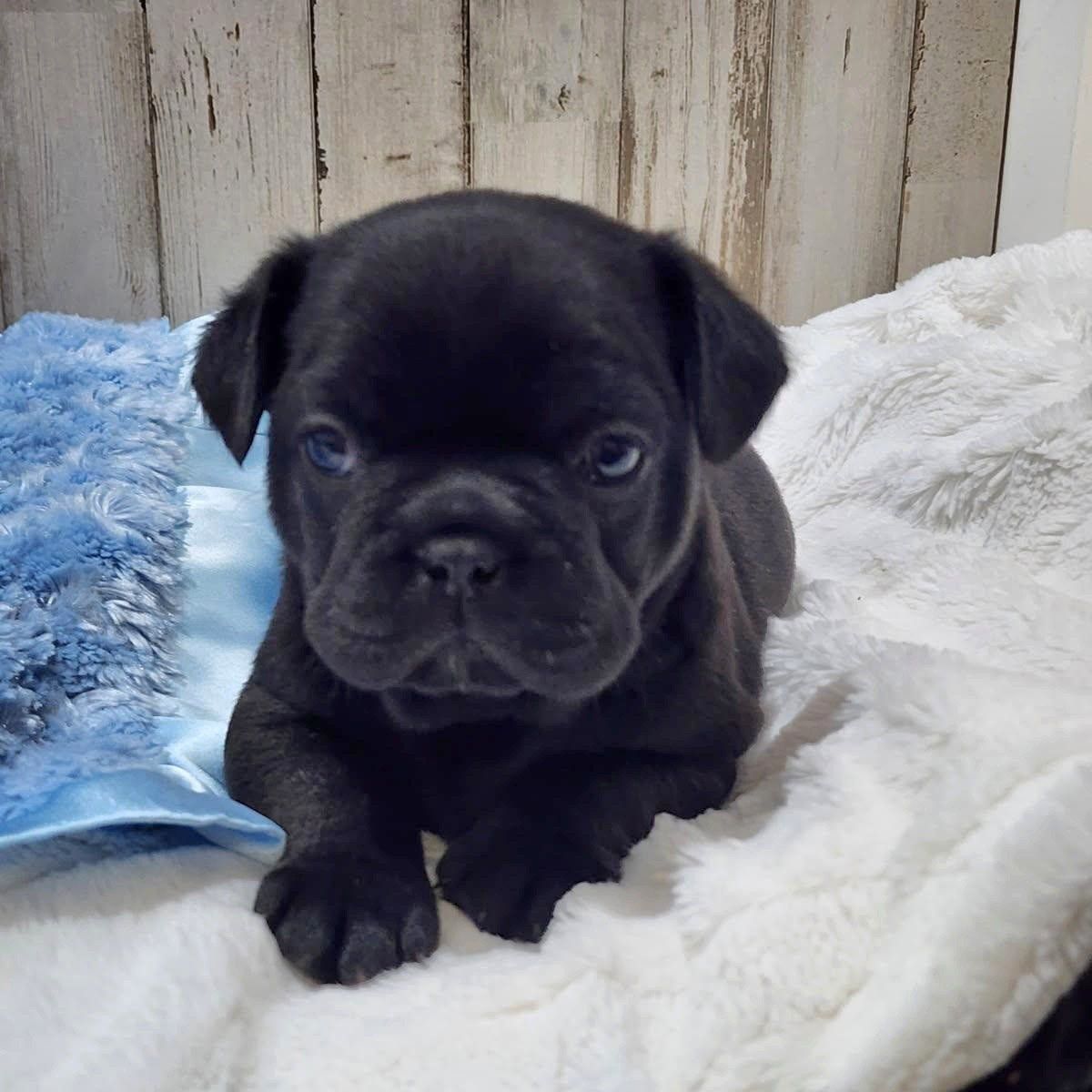 French Bulldog / Boston Terrier cross Frenchton