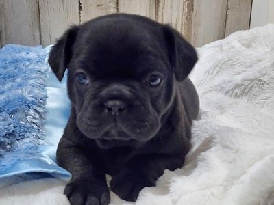 French Bulldog / Boston Terrier cross Frenchton