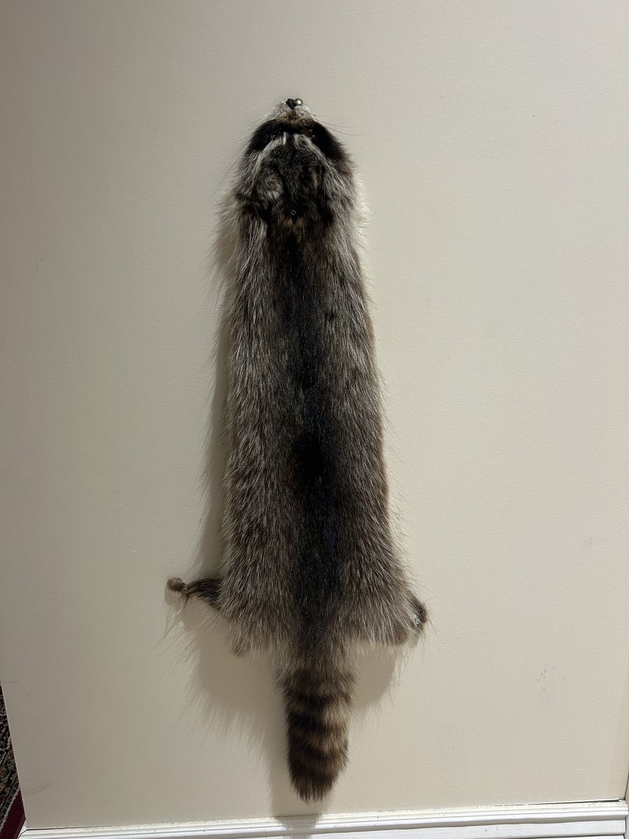 REAL Raccoon pelt - perfect condition  38"L