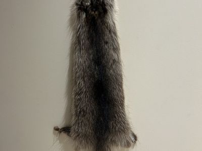 REAL Raccoon pelt - perfect condition 38"L