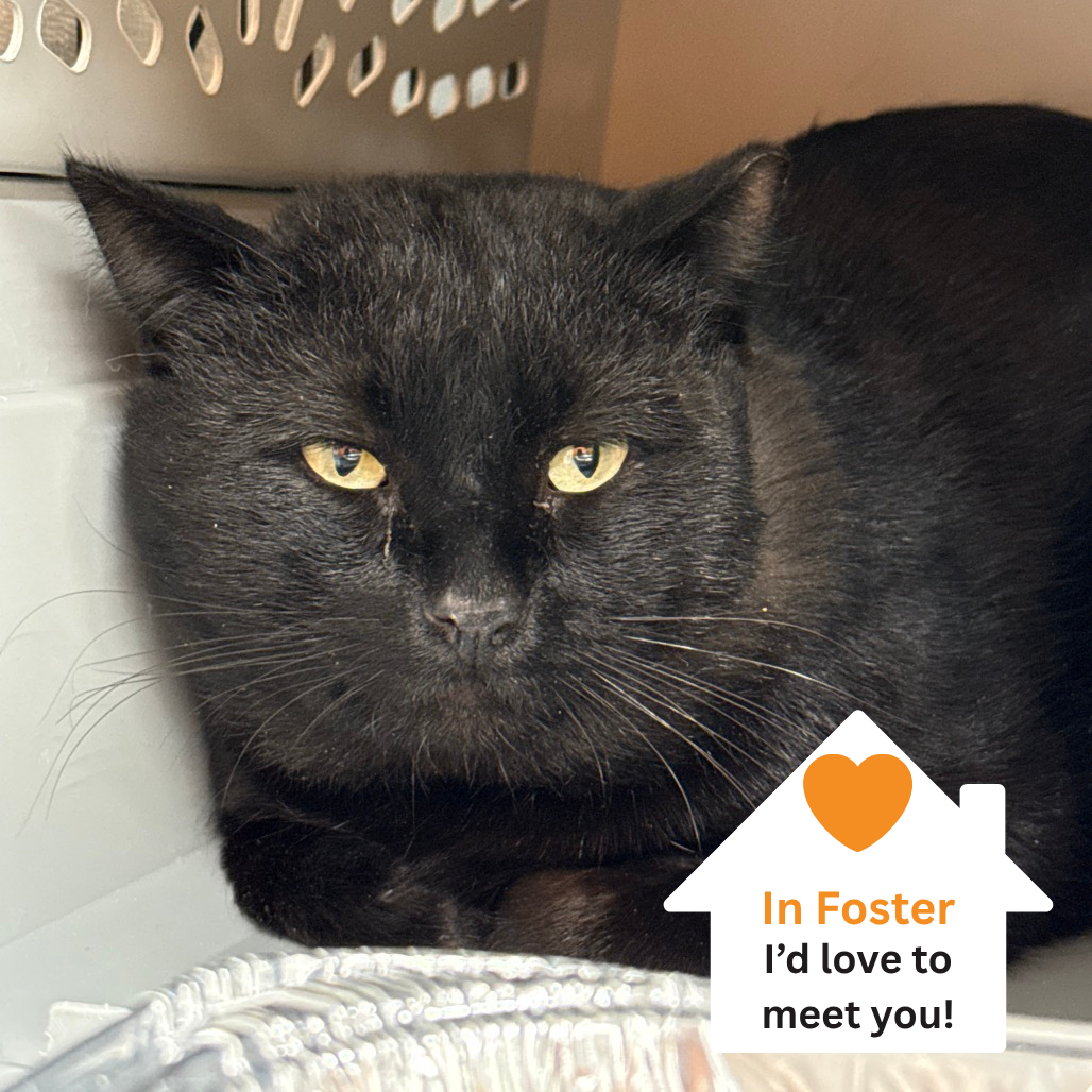 Hello my name is Tokyo