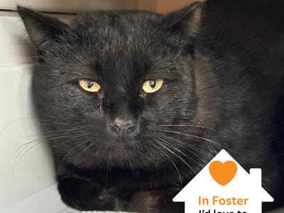 Hello my name is Tokyo