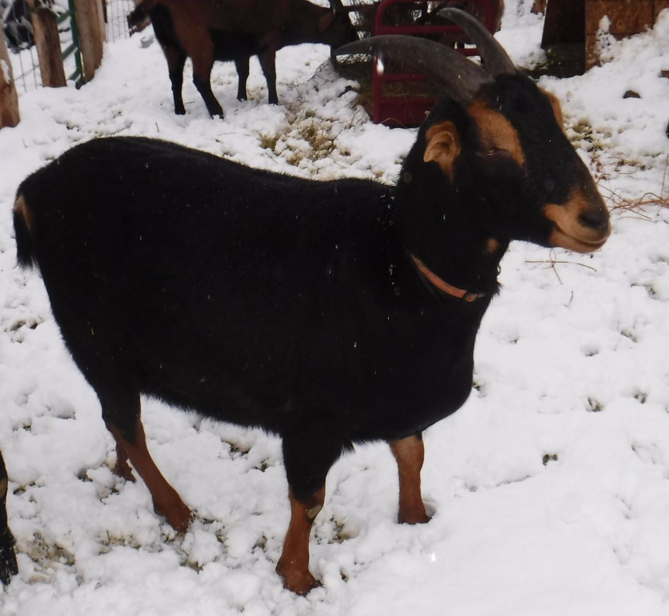 2 year old _Nubian/ Alpine/ Lamancha mix wether goat