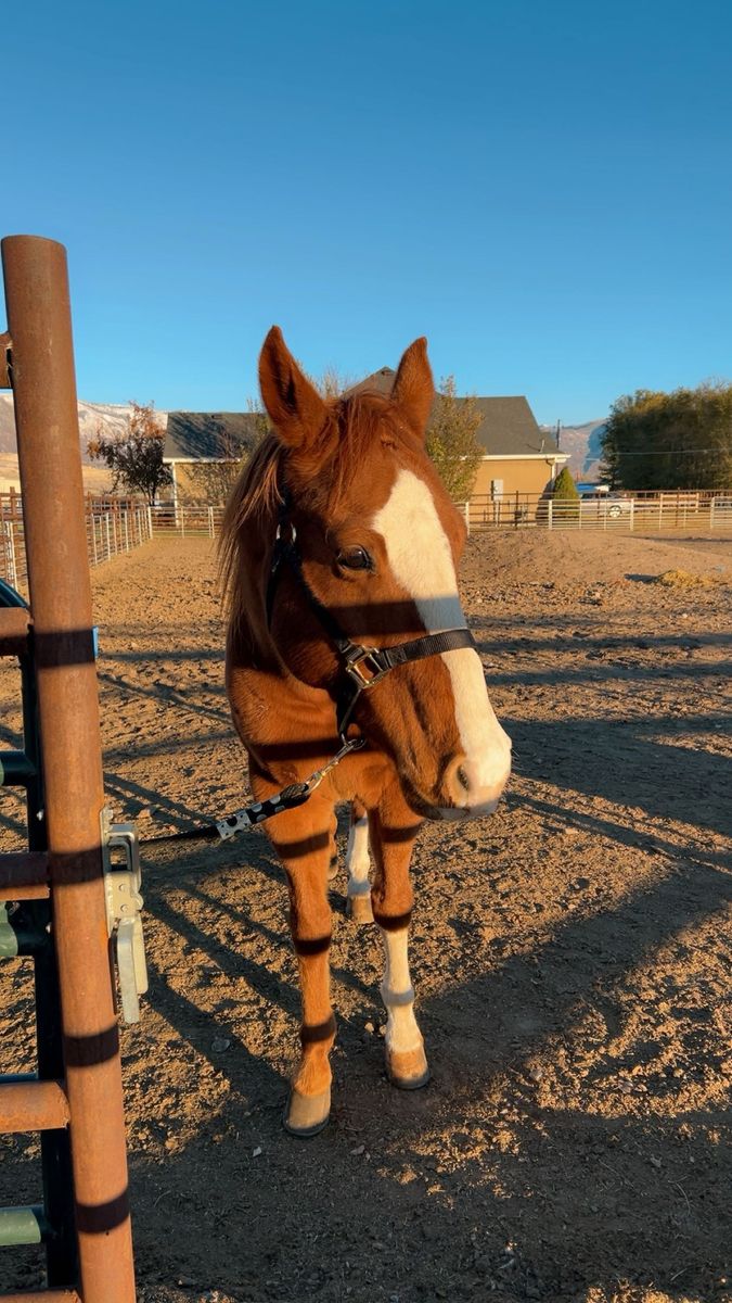 11 Year Old Gelding