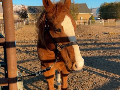 11 Year Old Gelding