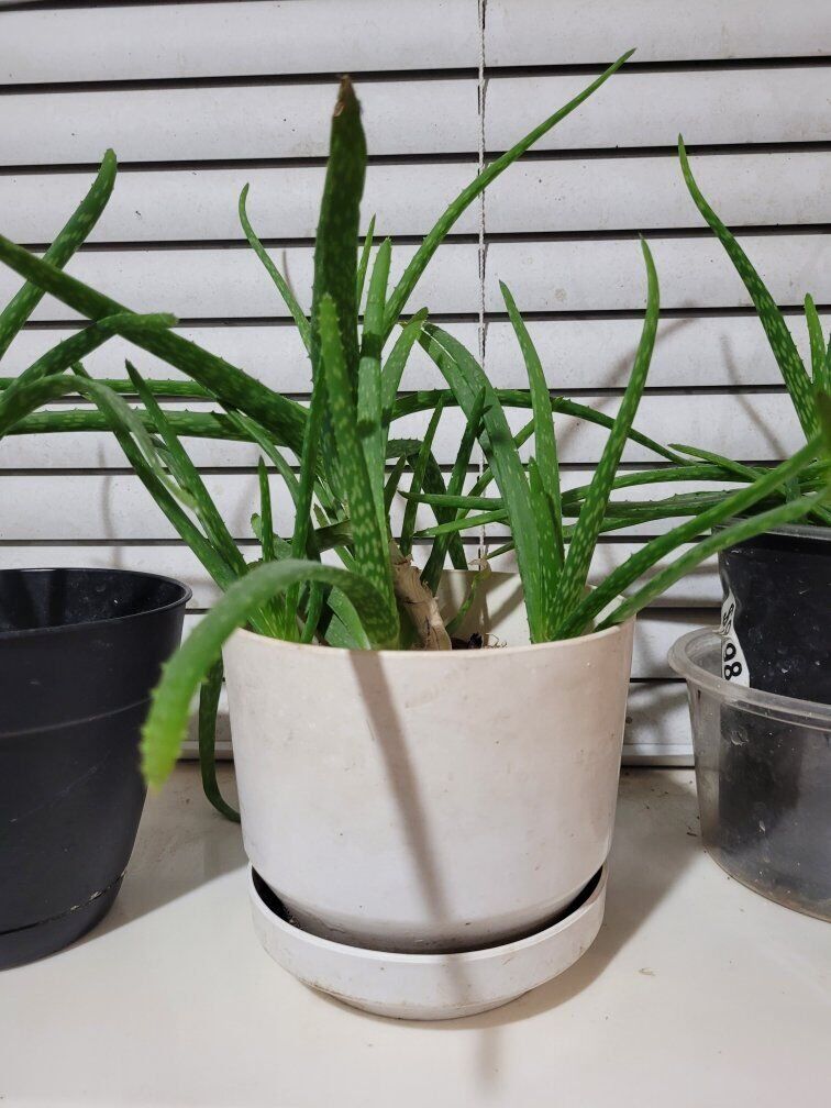 aloe vera plants