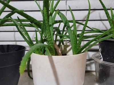 aloe vera plants