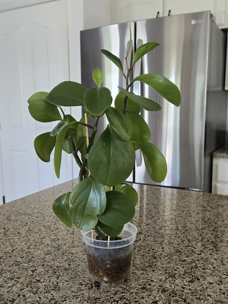 Peperomia Obtusifolia ( Baby Rubber ) Plant