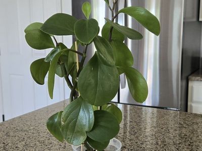 Peperomia Obtusifolia ( Baby Rubber ) Plant