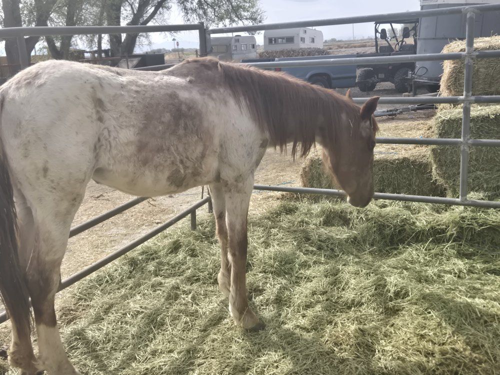 red roan filly for sale!