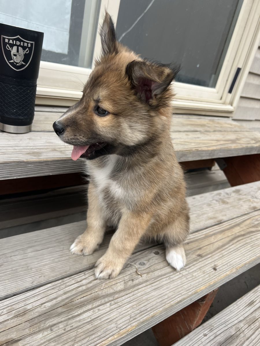 CUTE PUPPY FOR SALE