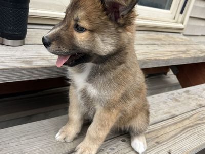 CUTE PUPPY FOR SALE