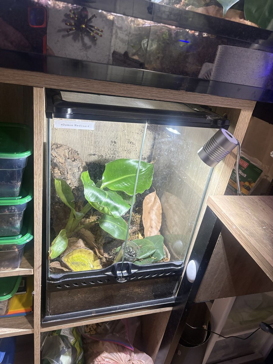 Terrarium 