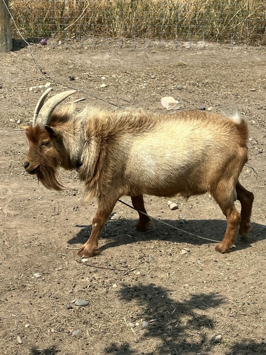 Nigerian dwarf  