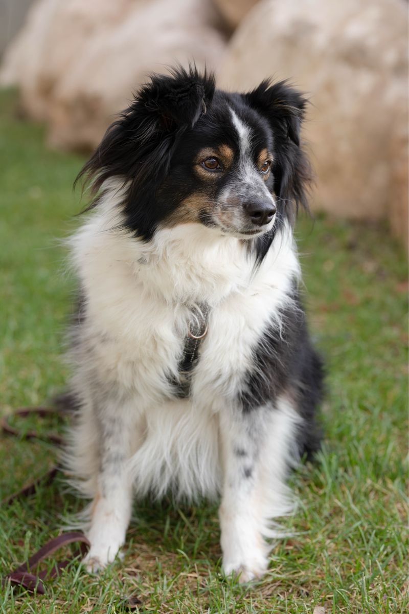 Mini Australian Shepherd