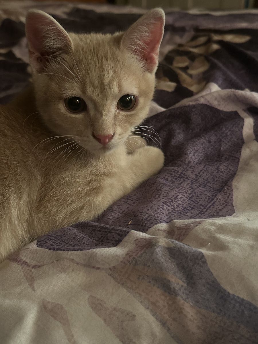 Cute blonde kitten