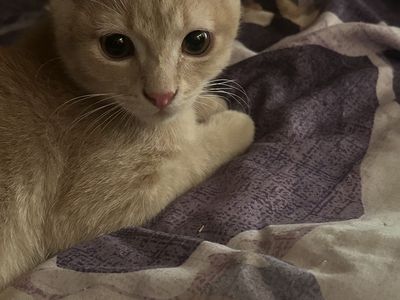 Cute blonde kitten