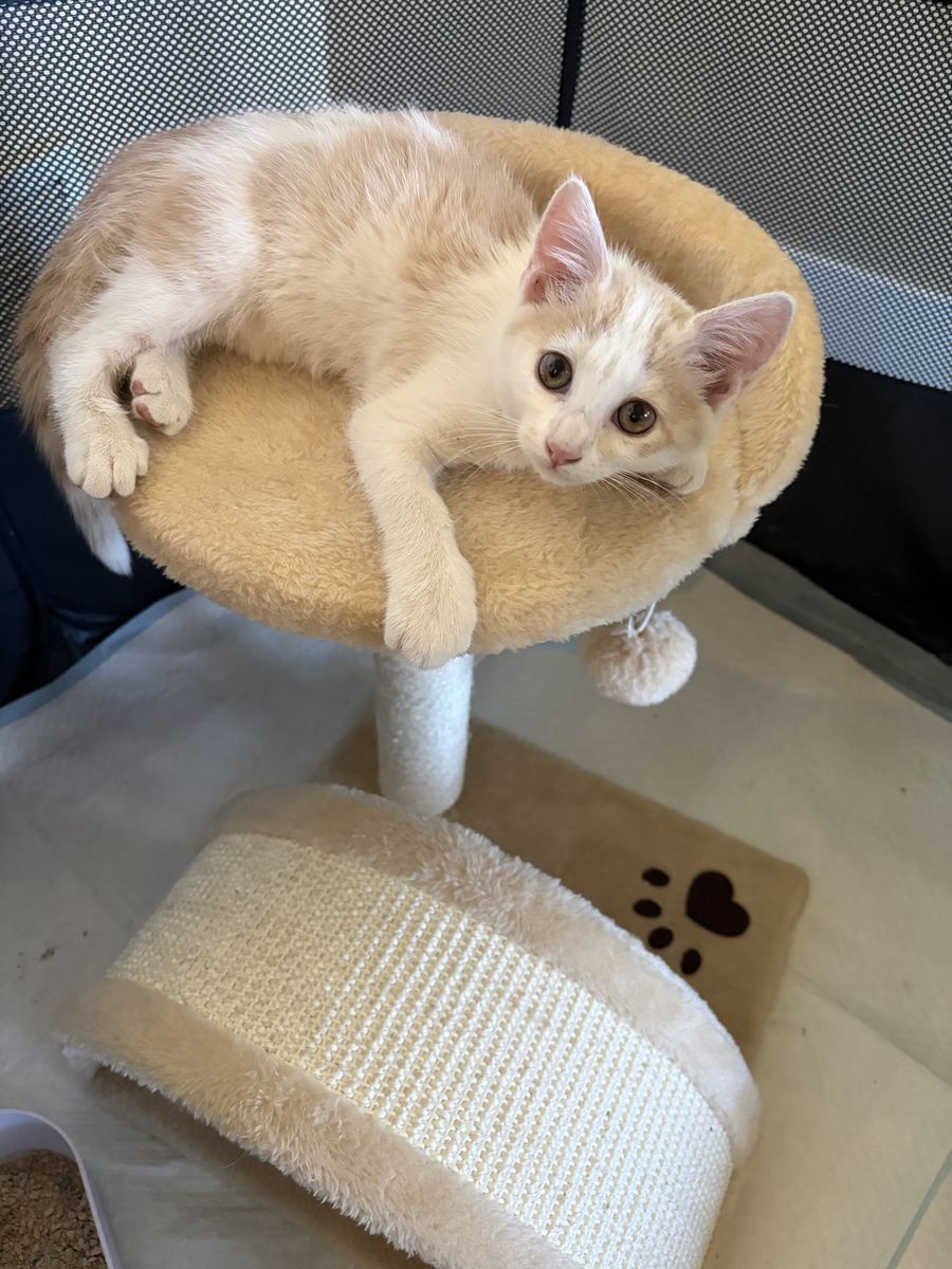 Little calico female kitten
