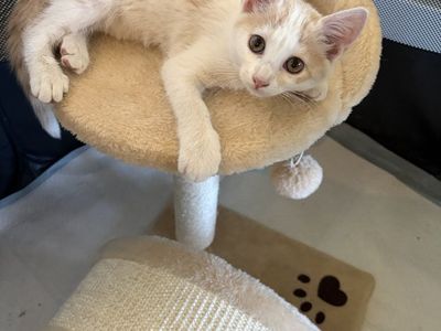 Little calico female kitten