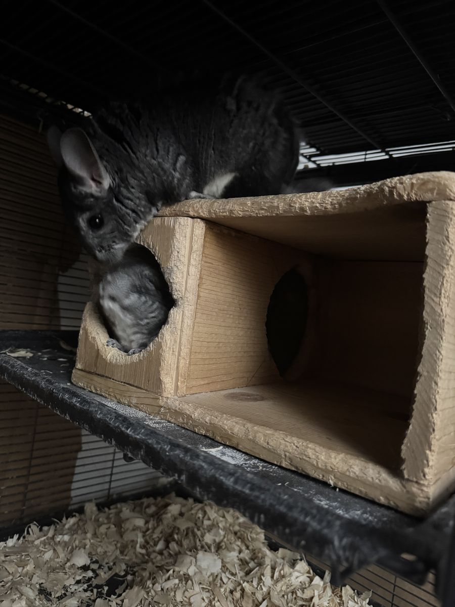 Chinchilla for sale plus cage 400$