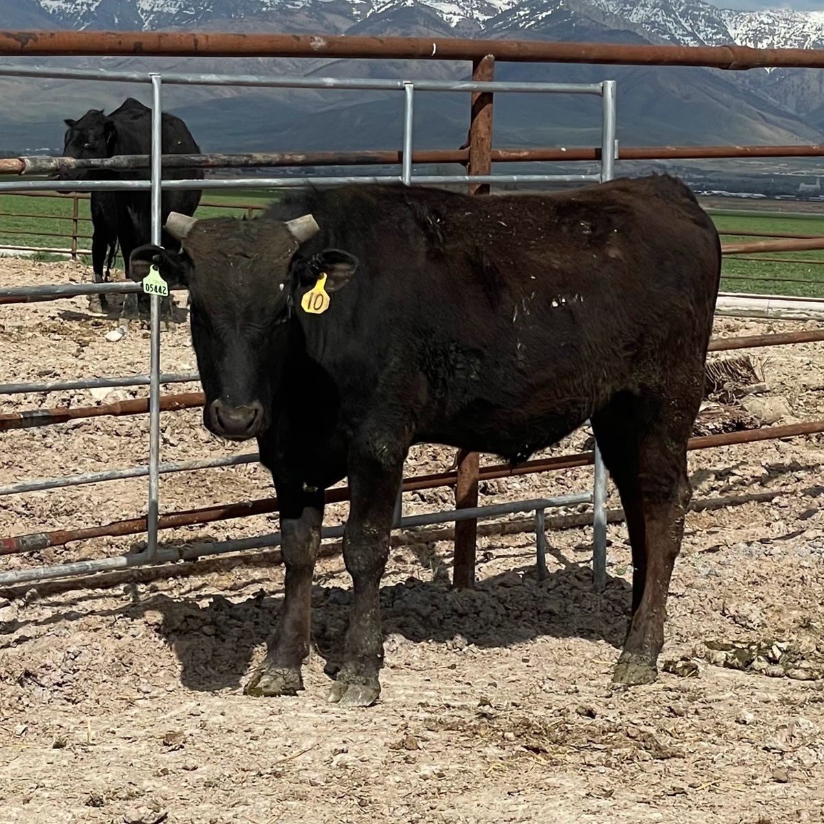 yearling pure bred wagyu bull