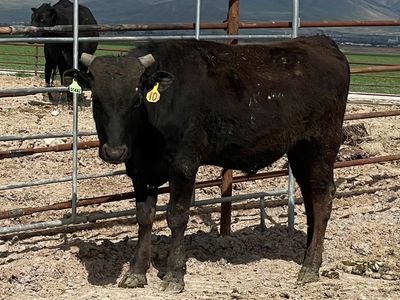 yearling pure bred wagyu bull