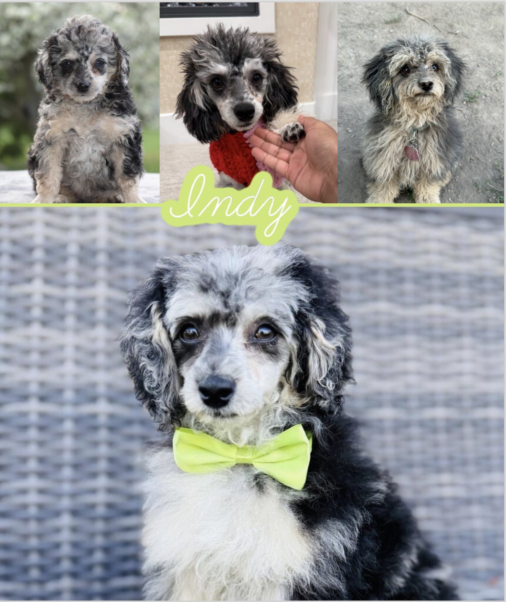 Indy- Rare Blue Merle Phantom Toy Poodle Stud