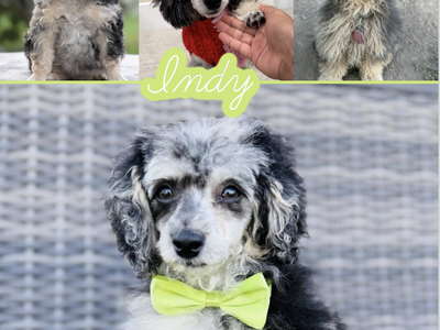Indy- Rare Blue Merle Phantom Toy Poodle Stud