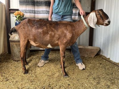 Nubian Doe: great milking lines