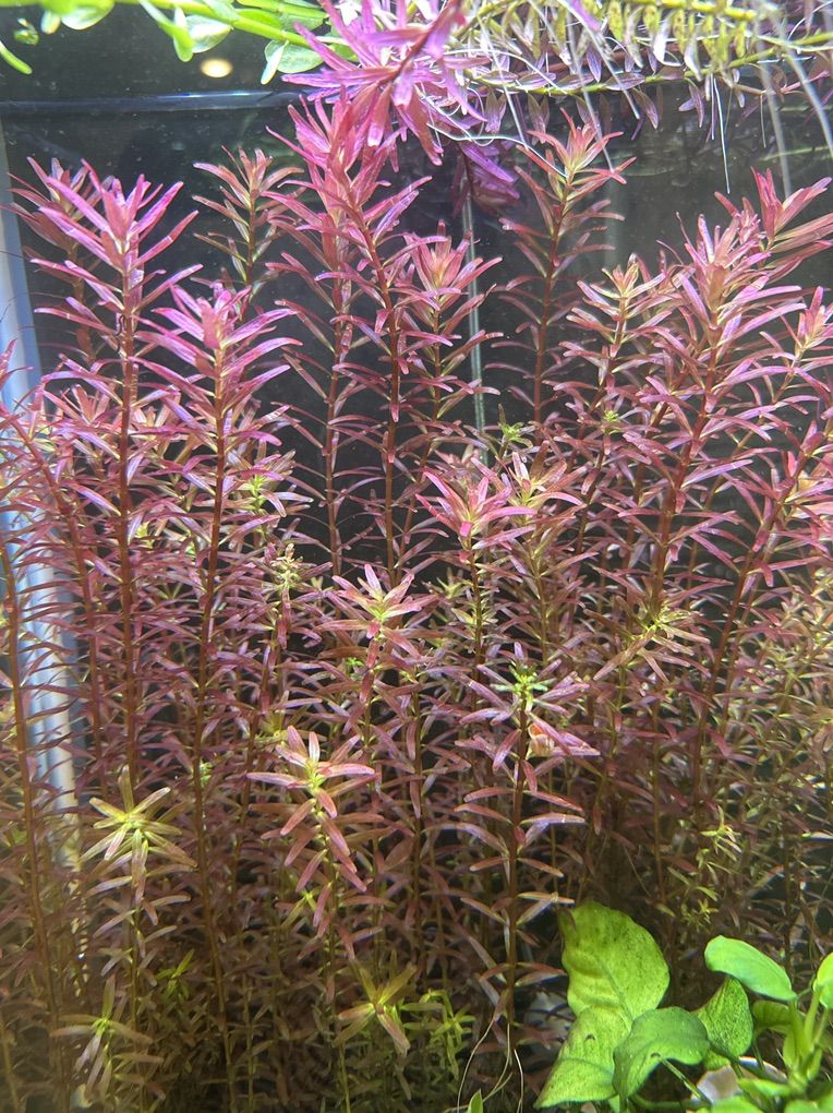 Rotala Res